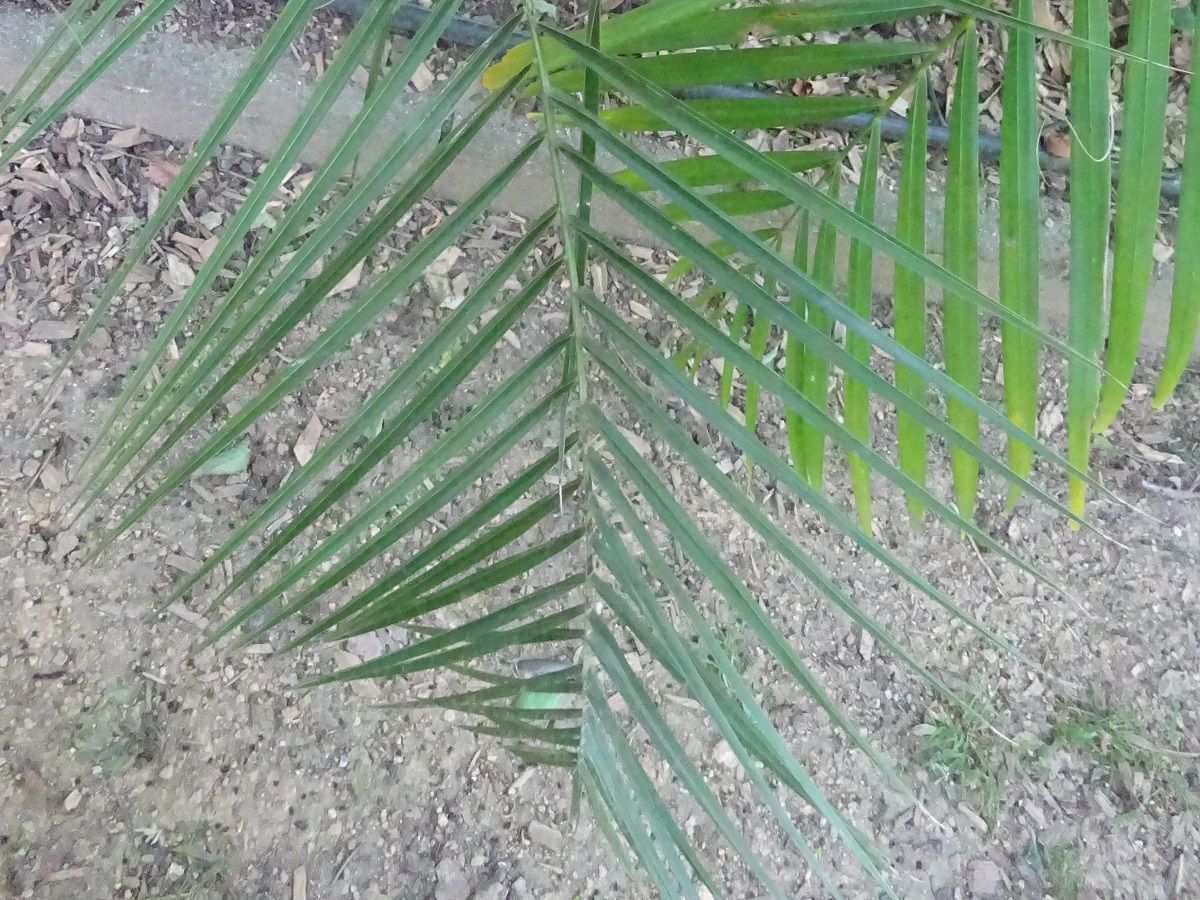 Phoenix canariensis (Arecaceae)
